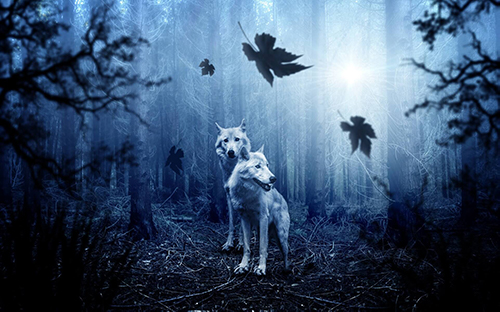 loup blanc forêt automne