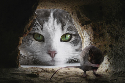 trou-de-souris-chat-peur-croissance-personnelle